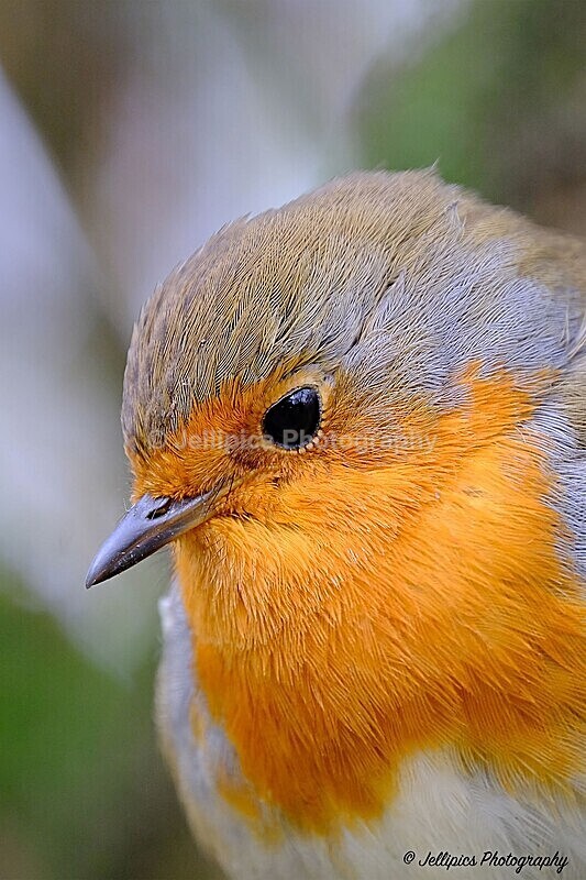  - Wildlife and Nature