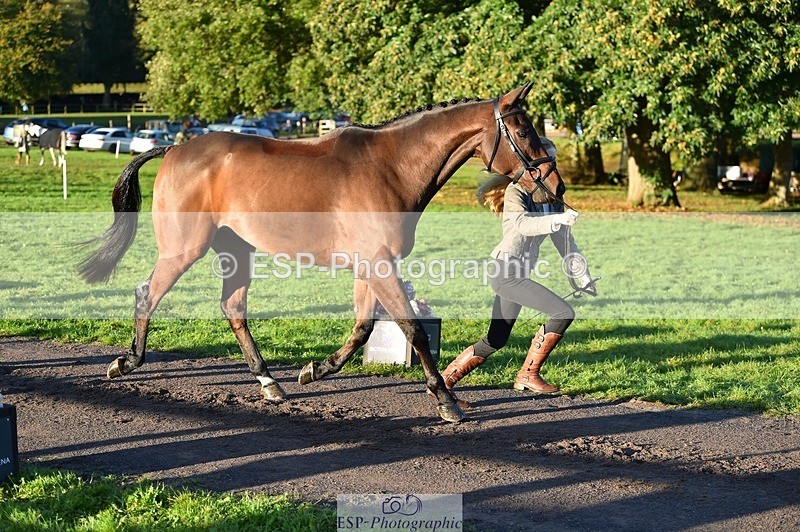 231022-090044-21503 - 658-DANCING.PADDE-Fenella.Redvers-TrotUp+SJ