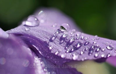 179jpg - Flowers and Nature