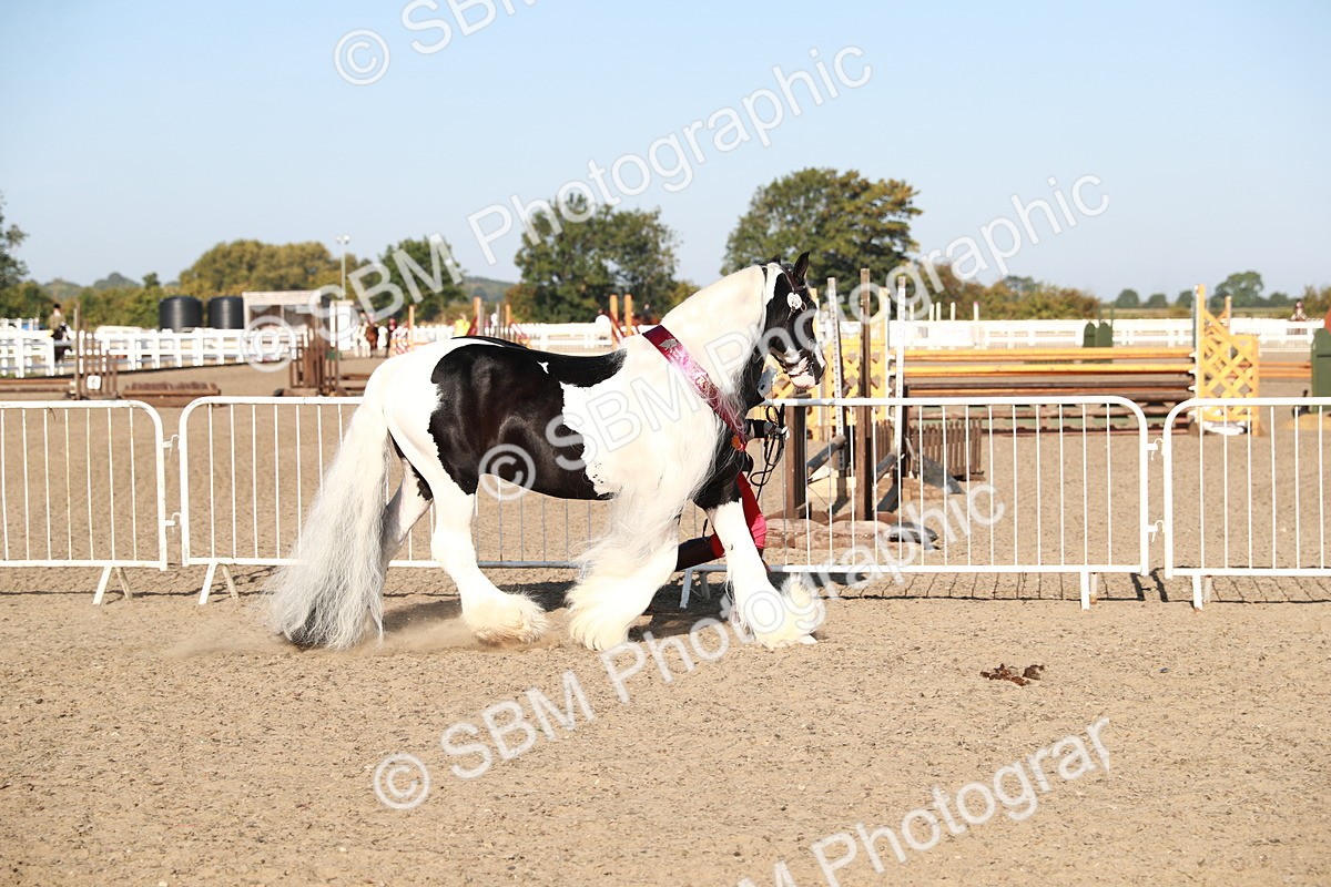 SBM_00159 - Class 40 Best Turned Out IH