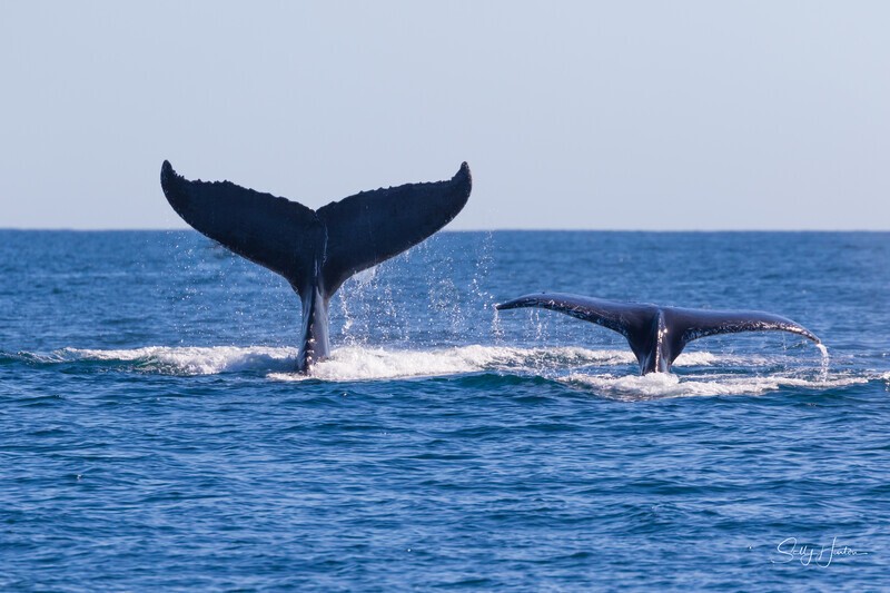 0A3A6272 Two Flukes top side up - Humpback Whales