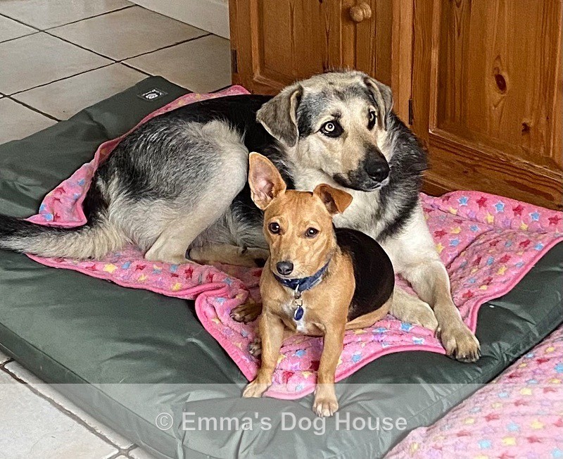  - Dogs