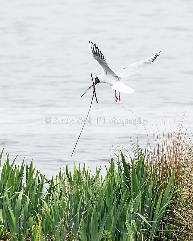 20140421-3K8A0485 - Gulls