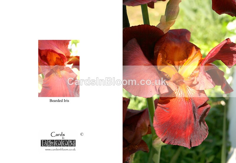 002 Bearded Iris - THE IRIS CARD COLLECTION
