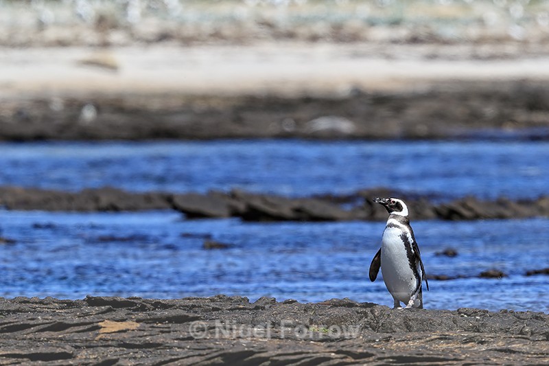 Lone Magellanic Penguin, Carcass Island, Falklands - Magellanic Penguin