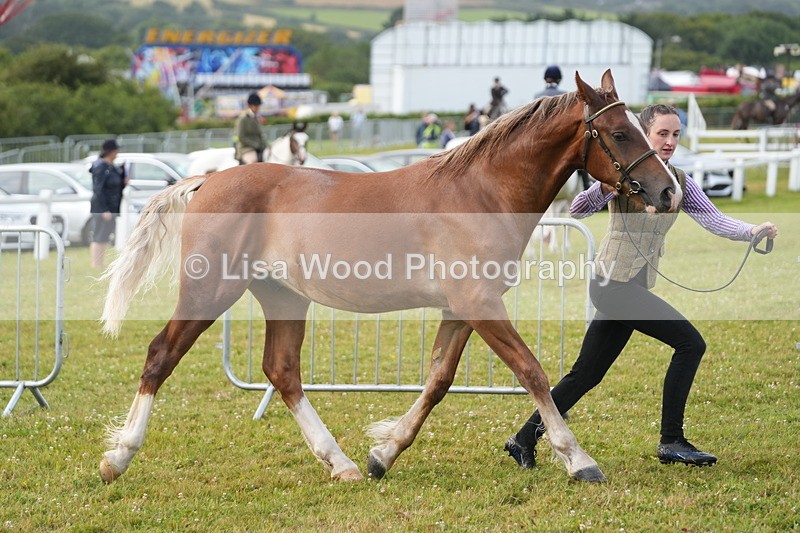 DSC04744 - Class 47: NPS M&M Yearling