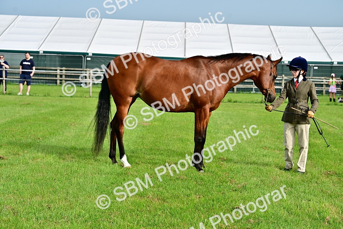 SBM_00003 - Class 46-49 - Arab and Part Bed-Anglo Arab In Hand