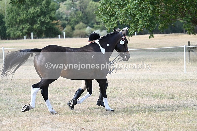 WJ7_8269 - In-hand Championship