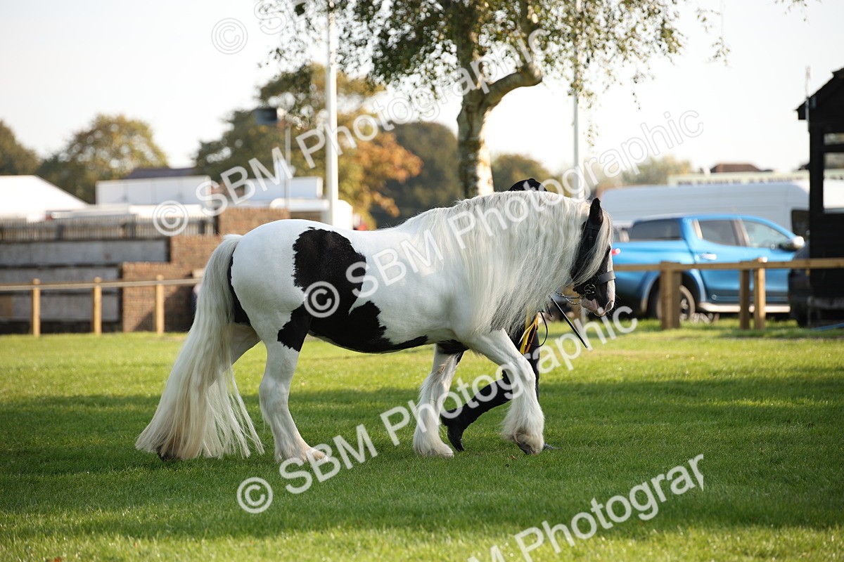 SBM_58782 - S51 - Piebald & Skewbald Horse In Hand