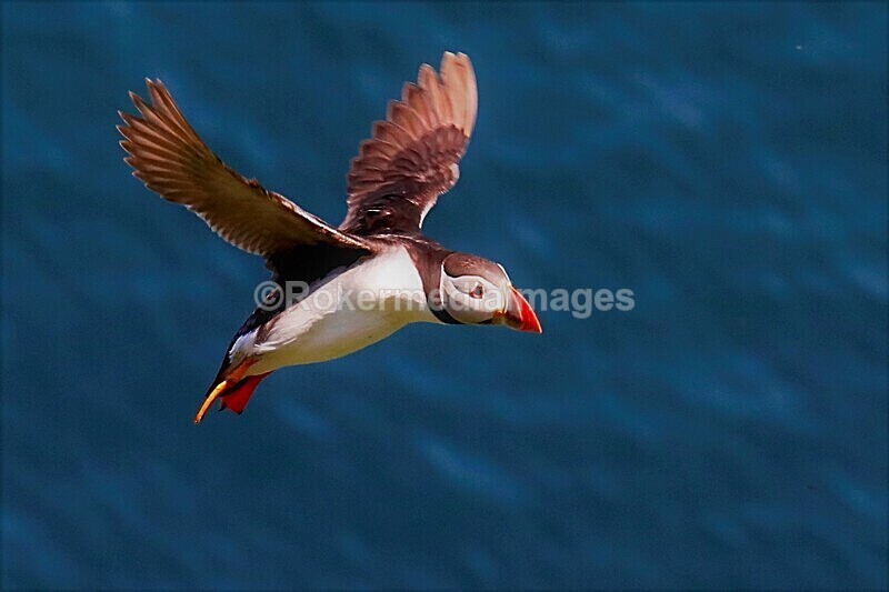 _56A7215 - Skomer 2019
