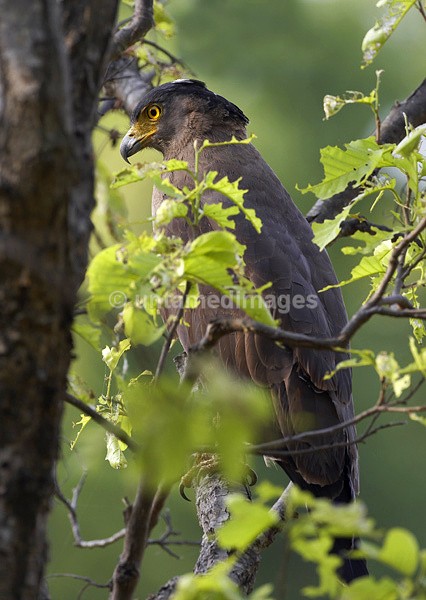 Crested Serpent-eagle - India
