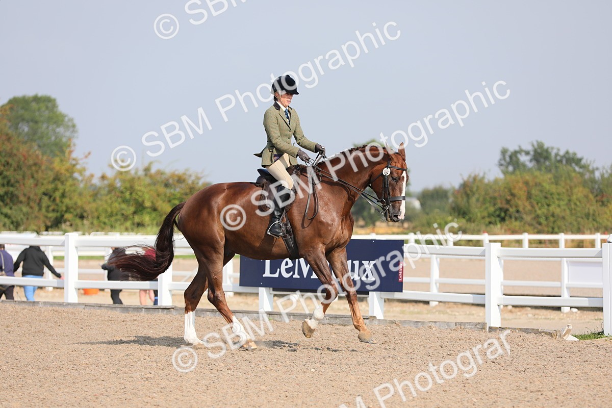 SBM_11354 - Class 305 Ridden Foreign Breeds- Pure Bred