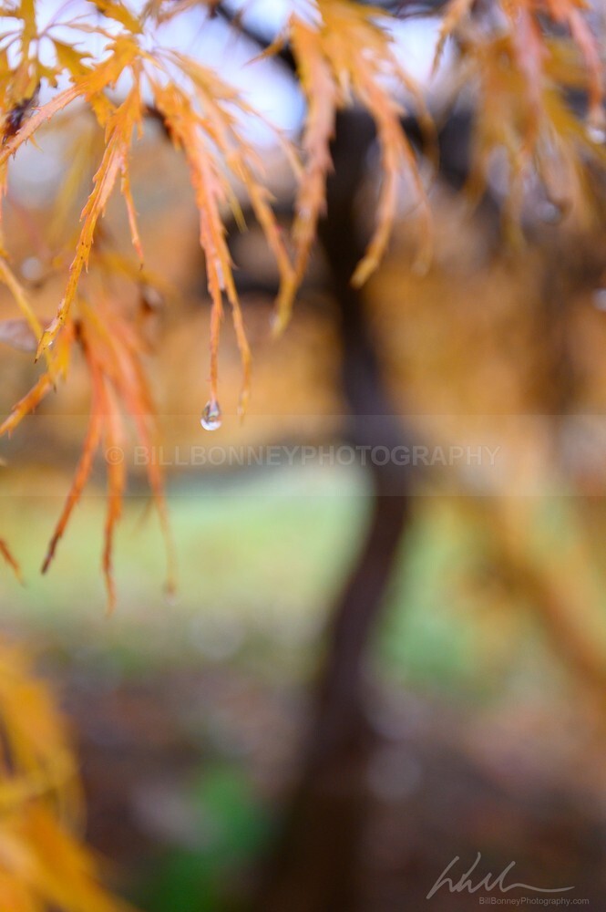 DSC_4059 - Autumn