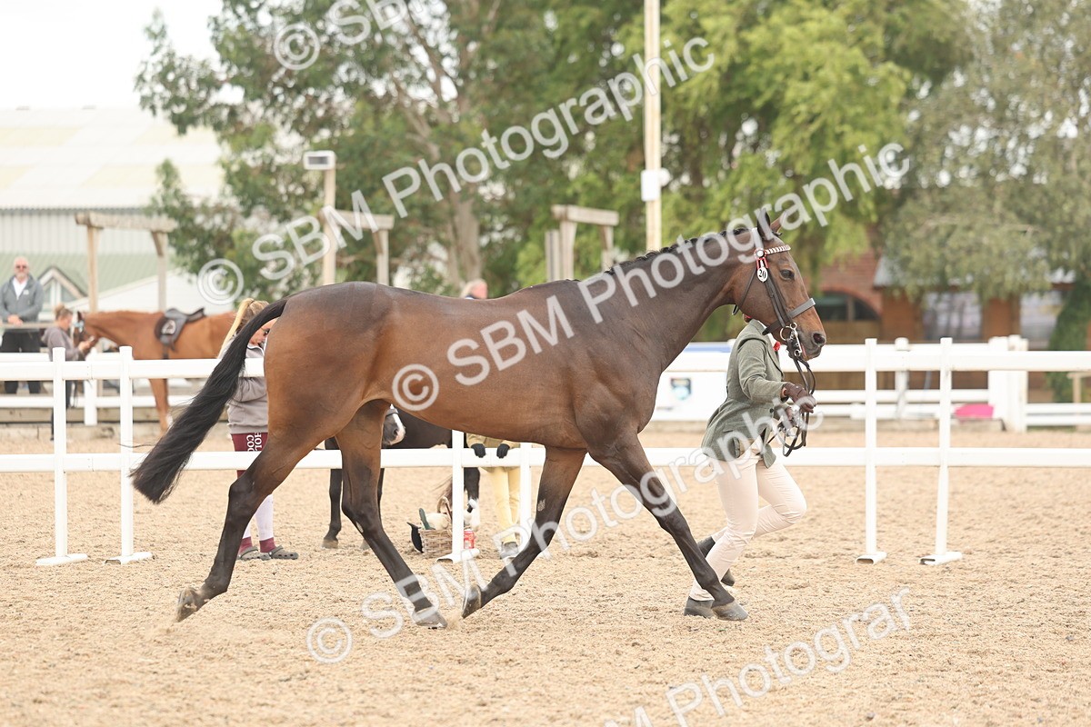 SBM_17075 - Class 313 - IH Retired Racehorse