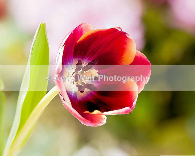 20130317-_MG_2788-1743 - Plants & Flowers