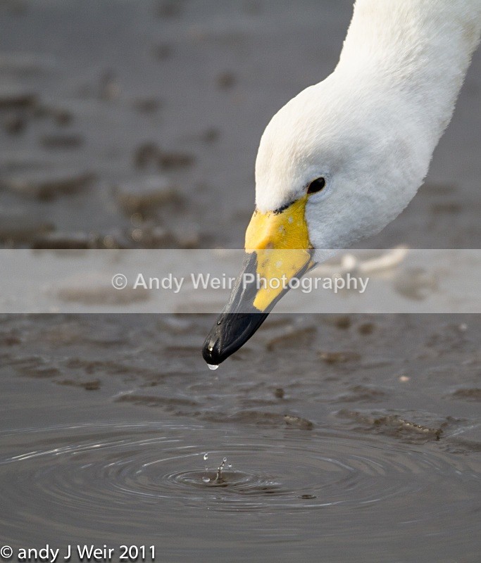  - Whooper Swan