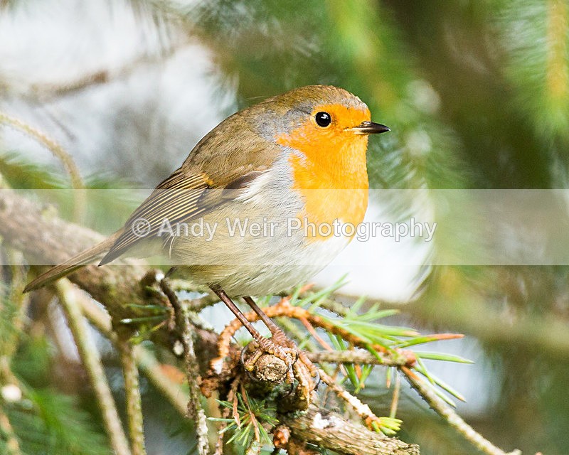 20131124-3K8A7895-2709 - Robin