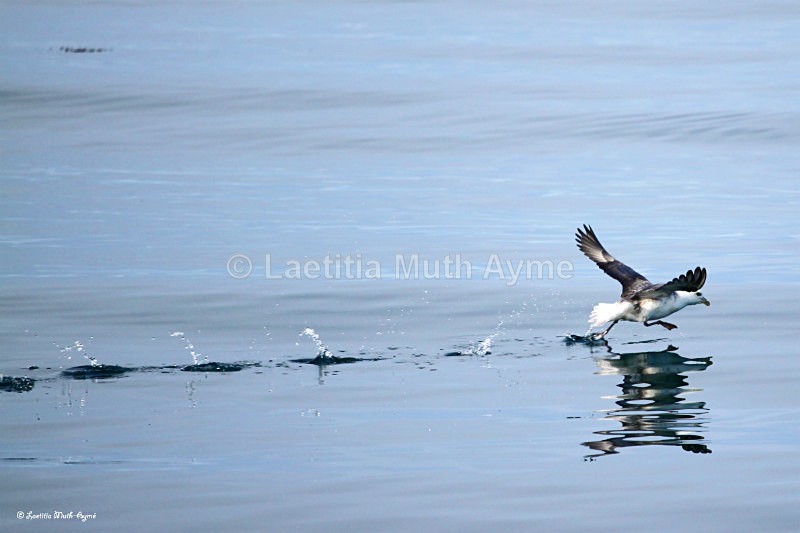 IMG_6784 Iceland - Birds