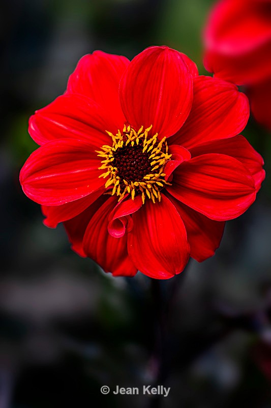 Red Dahlia - DSC_7601 - Red