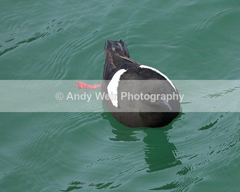 20110614-IMG_4664 - Guillemots