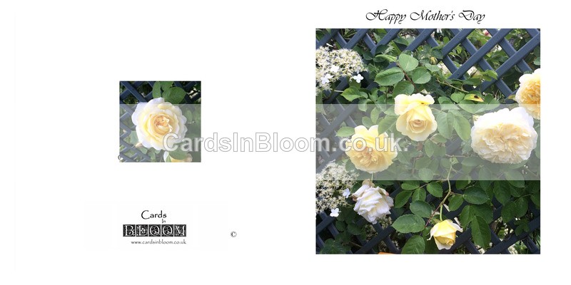 705 Climbing Rose - Mother's Day