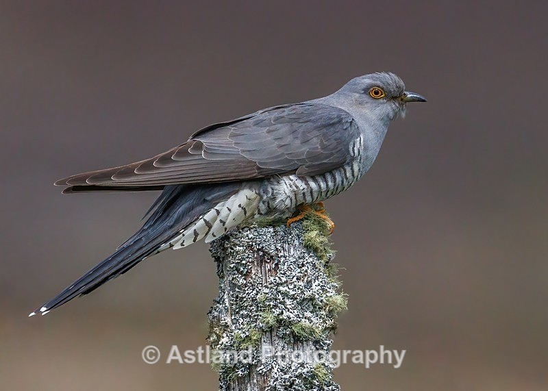 Astland Photography, Bird and Wildlife Images, Susan and Peter Wilson, U.K.