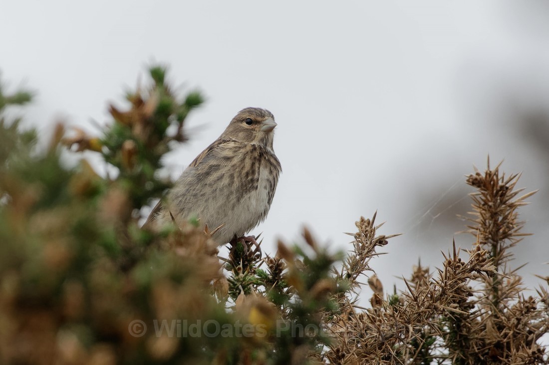 Fife_Female Linnet 0024 - Isle of May and Fife