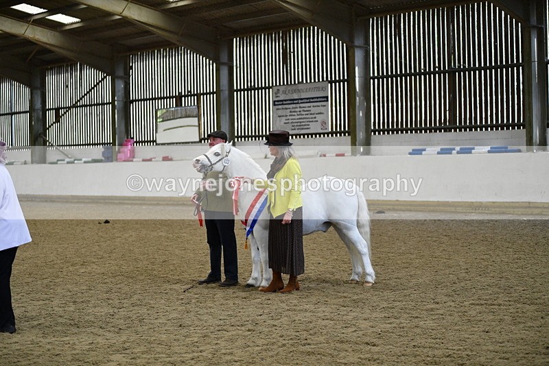 WJ5_5760 - Morning in hand Championship