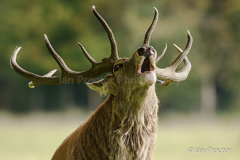 Roar! - Nature
