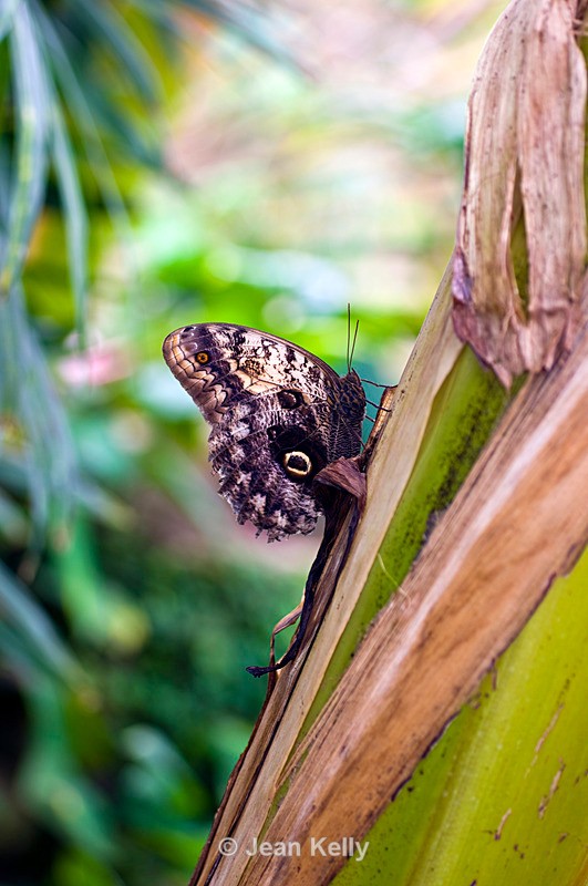 Giant Owl butterfly - 4519 - Insects