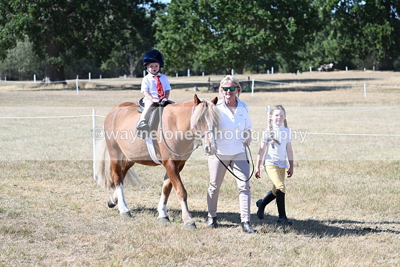 WJ7_1744 - Class 42 Most Handsome Gelding