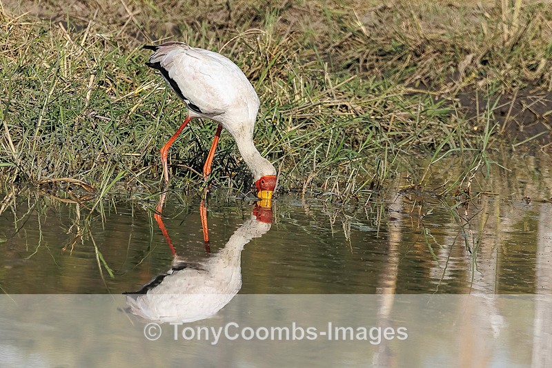 Yellow-billed Stork - Botswana ~ Birds