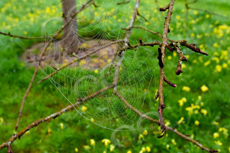 Spiders web-5399 - Insects from around the world