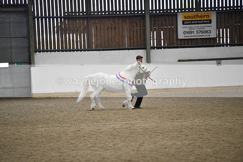 WJ5_5835 - Morning in hand Championship