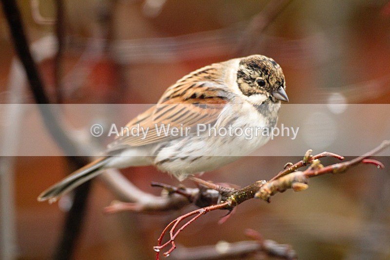 20120205-_MG_8500 - Buntings