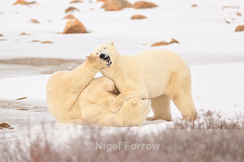 Polar Bear kicked in face during sparring, Churchill, Canada - Polar Bear