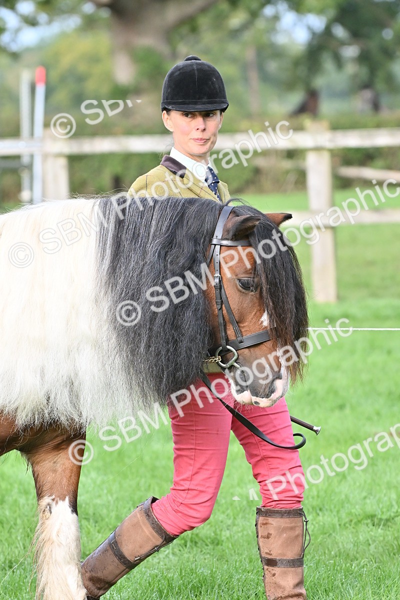 SBM_56844 - S45 - Coloured Pony In Hand