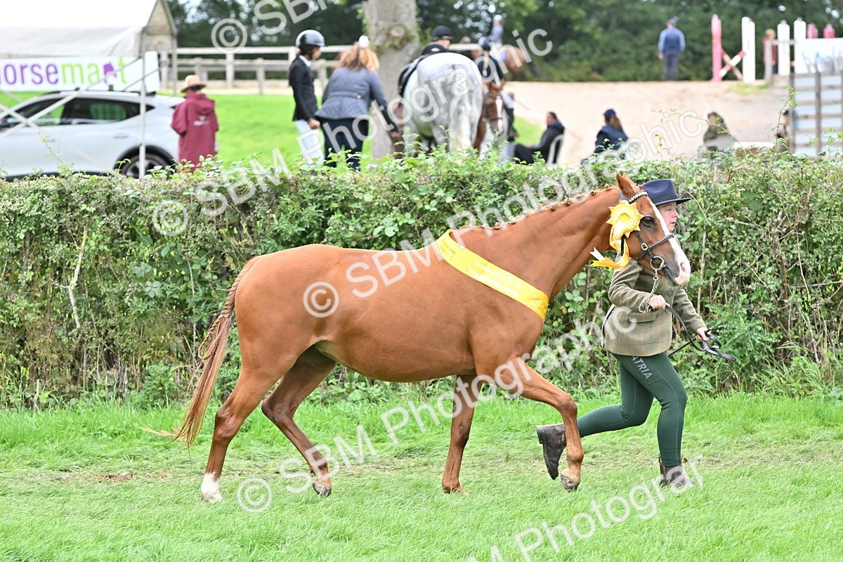 SBM_64998 - In Hand Pony & Younstock Supreme Championship