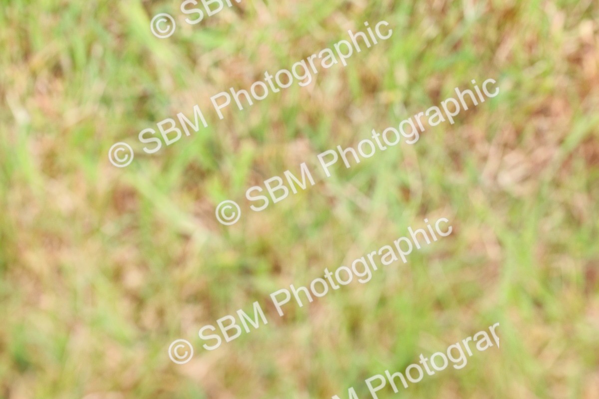 SBM_08416 - Class 42-43 - LIHS BSPS Heritage Working Sports Pony