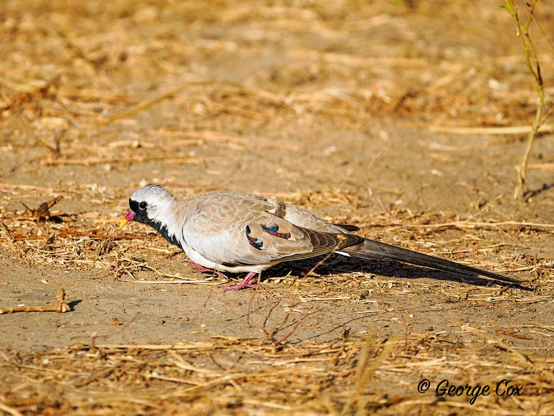 Namaqua Dove - Gambia 2025