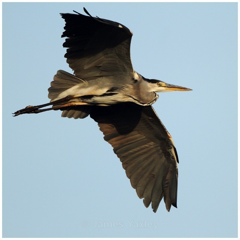 Grey Heron in Flight - River Scrape & Lake