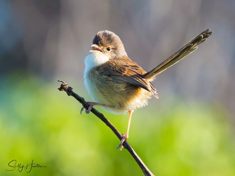 Red Wren Female 7
