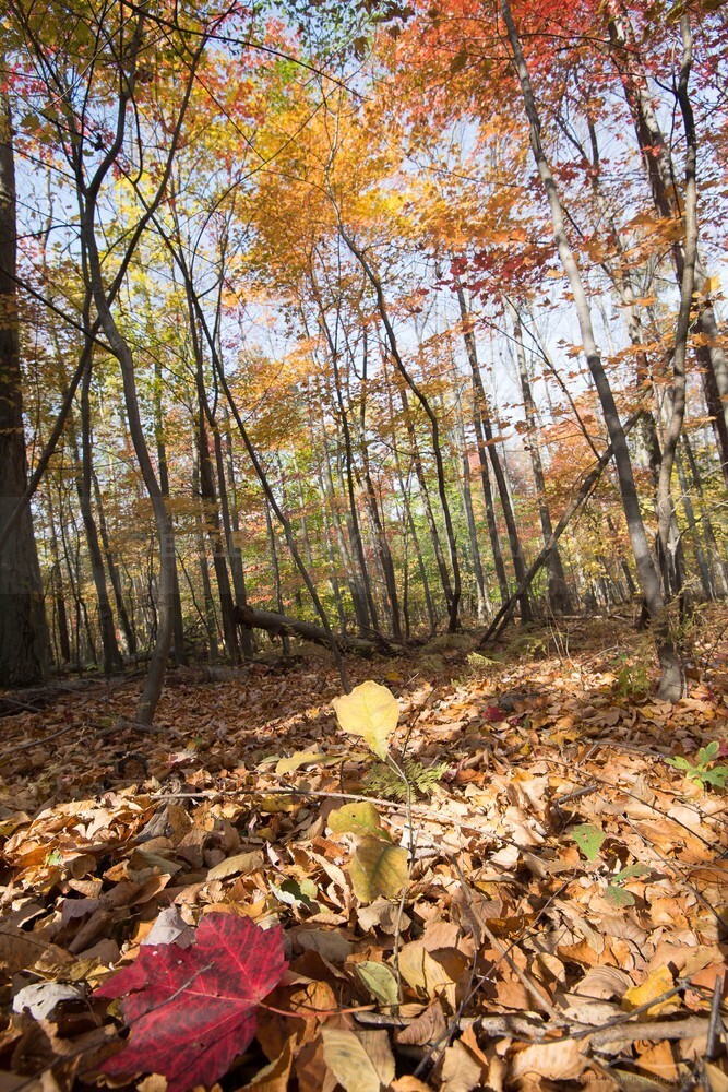 DSC_3224 - Autumn