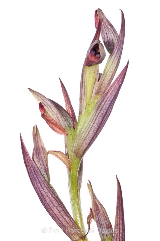  - WB: Orchids - Various