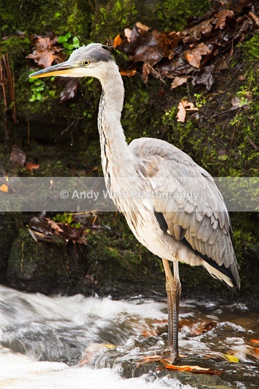 20101114-3304 - Herons & Egrets