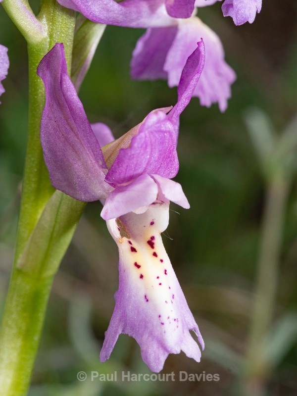 Hybrid Orchis - Orchis x colemanii ( Orchis mascula x O. pauciflora) This is a natural hybrid between Early purple orchid (O. mascula) and few flowered orchid (O. pauciflora). - Wild Orchids 2021