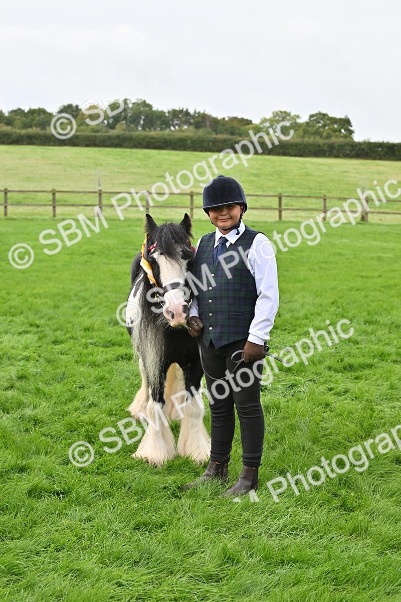 SBM_56993 - S45 - Coloured Pony In Hand