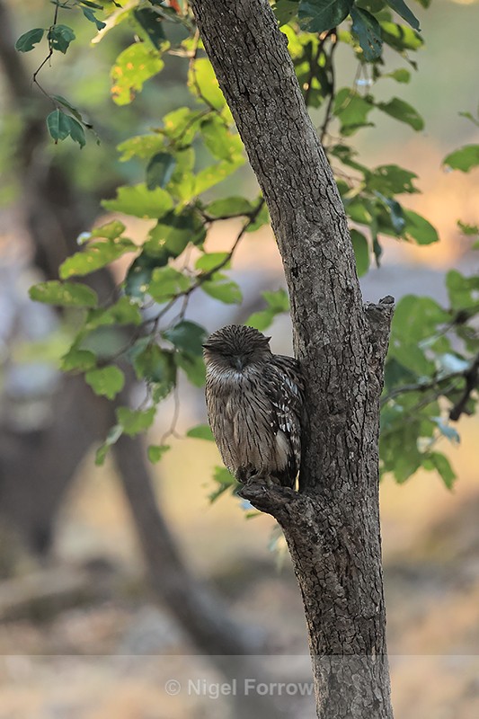 Brown Fish-Owl, early morning, Bandhavgarh, Madhya Pradesh, India - Brown Fish-Owl