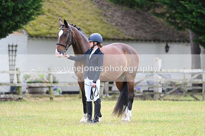 WJ7_7049 - Class 5a Most Handsome Gelding in Hand