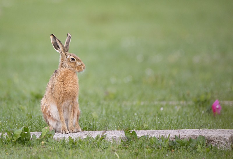 Brown Hare ref bh 6 - New, Brown Hare Gallery